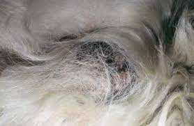 Suspected Contact Scrotal Dermatitis In The Dog A Retrospective Study Of 13 Cases 1987 To 2003 Trenti 2011 Journal Of Small Animal Practice Wiley Online Library