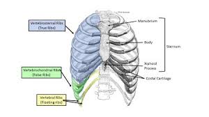 All 12 pairs of ribs are attached posteriorly to the thoracic vertebrae. What Are The Three Types Of Ribs In The Body Study Com
