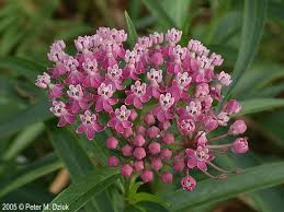 Asclepias Incarnata Swamp Milkweed Minnesota Wildflowers Asclepias Incarnata Swamp Milkweed Milkweed Flower
