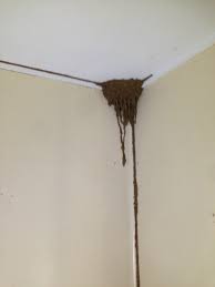 View all upcoming inspections for properties. Building And Pest Inspection Services Pty Ltd 4 Jacaranda Ct Woodgate Qld 4660 Australia