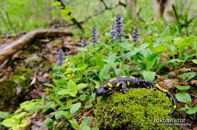 Bild Feuersalamander Salamandra Salamandra Im Lebensraum Galerie Molche Salamander Fokusnatur Naturfotografie Schwanzlurch Lebensraum Salamander