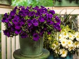 And starting perennial flowers from seed is a great way to fill out your garden without breaking your budget. Annual Vs Perennial What Is The Difference Garden Design