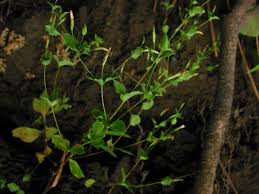 Image result for Canscora diffusa