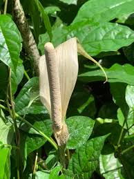 Image result for Gonatopus clavatus