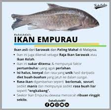 Kelah is a fish from the genus tor. Netflix Premium On Twitter Harga Dia Boleh Angkat Iphone 12 Pro Max