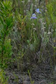 Image result for Disa baurii