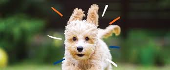 Introducing your figo pet cloud: Vca Canada Careclub Vca Canada Animal Hospitals