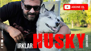 Kopek Irklari Husky Youtube
