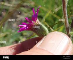 Image result for Senecio speciosus