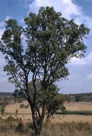 Image result for Faurea rochetiana