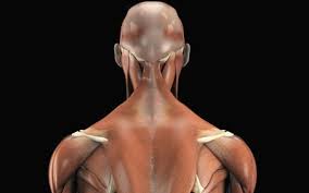 The back is composed of multiple muscles that work to support the posterior portion of the torso through a variety of movement patterns. Back Muscles Anatomy Function Treatment