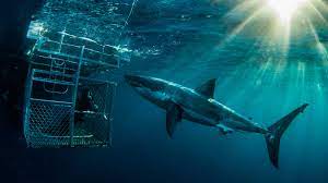 Face your fears and go cage diving with the infamous great white sharks or opt for something a little cuter and try swimming with sea lions. South Australia Scuba Diving Dive Adventures
