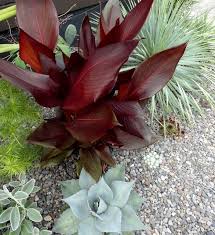 Check spelling or type a new query. Canna Tropical Bronze Scarlet Very Dark Maroon Leaves On This Canna Lily With Bright Red Flowers To Match Mediterranean Plants Red Flowers Foliage