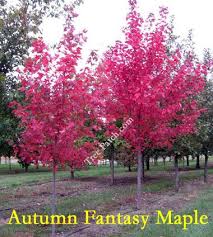 Autumn fantasy® maple is a hybrid of the silver maple and red maple. Pin By Natural Design Landscape On Landscape Trees 2 Caliper Landscape Trees Plants Landscape