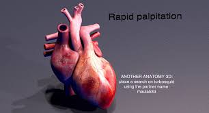 3d Heart Cycle Animation 3d Heart Animation 3d Anatomy