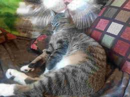 At 8 months old babies have usually tried a few different foods and probably found their favorites. Is It Ok To Feed Adult Wet To A Kitten My 8 Month Old Bailey Suddenly Is More Interested In Eating My Adult Mistys Food Over His Own Petcoach