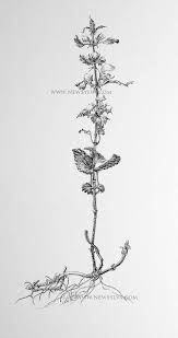 A Flower Found In Ancient Woodland Yellow Archangel Drawn By Sarah Simblet For The New Sylva Monochrome Art Botanical Drawings Botanical Art