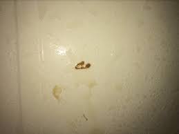 Miscarriage, also known as spontaneous abortion and pregnancy loss, is the natural death of an embryo or fetus before it is able to survive independently. I Think I Had An Early Miscarriage Warning Tmi Complications Forums What To Expect