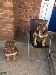 Sandov's lilac tri merle scarface. Chocolate Olde English Bulldog Online