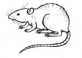 An adult coloring book with fun, easy, and hilarious swear word coloring. Rat Coloring Page Animals Town Free Rat Color Sheet