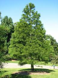 Image result for Taxodium