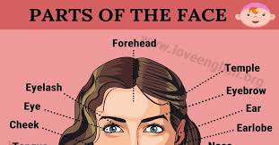 Having thoroughly explored the human body, it is time to start looking more closely at its details, starting with the face. Parts Of The Face Useful List Of 15 Face Parts Names In English Love English