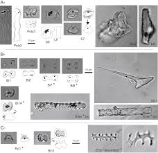 Image result for Sorghastrum stipoides