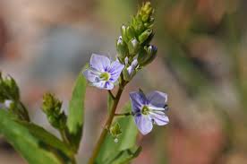 Image result for Veronica abyssinica