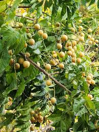 Image result for Clausena lansium