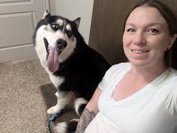 Has anyone seen our lost husky Indo in Wolfforth?