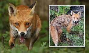 Maybe you would like to learn more about one of these? Should You Feed Foxes In Your Garden Are Foxes Dangerous Nature News Express Co Uk
