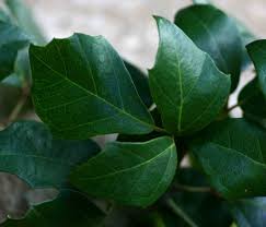 Image result for Rhoicissus