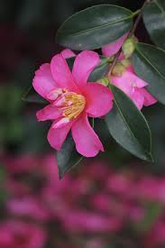 Camellia By Kim Chi Thai 500px