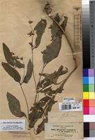 Image result for Aspilia ciliata