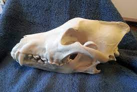 We did not find results for: Pathological Gray Wolf Skull 1 Left Side By Craniatescloset On Deviantart