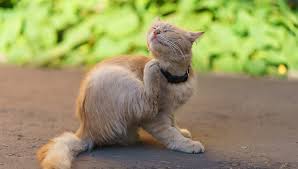 Here are some of the cat symptoms to watch out for. Is Cat Dandruff A Serious Problem