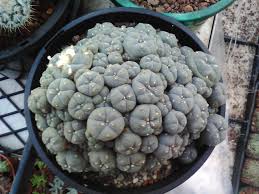 Areas where peyote once flourished in commercially harvestable quantities are now very often lacking this cactus entirely. Did Someone Say Peyote Cactus