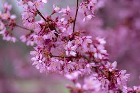 Prunus × incam, sometimes called the okamé cherry, although that name rightly belongs to its okamé cultivar, is a hybrid species of flowering cherry, the result of a cross between prunus incisa (fuji cherry) and prunus campanulata (taiwan or bellflower cherry). Prunus Okame Photos Free Royalty Free Stock Photos From Dreamstime