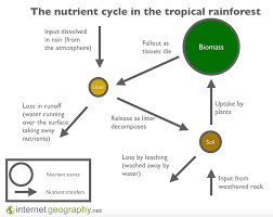 Tropical rainforests are located between 10°n and 10°s of the equator where temperatures stay near 28°c throughout the year. Characteristics Of The Tropical Equatorial Rainforest A Level Geography