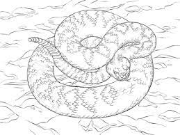 Rattlesnakes or crolatus describe a family of highly venomous pit vipers. Realistic Rattlesnake Coloring Sheet Free Printable Colouring Page Free Rattlesnake Snake Coloring Pages Free Printable Coloring Pages Free Coloring Pages