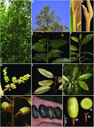 Image result for Metteniusaceae