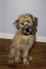 Wheaten Terrier Development Terrier Wheaten Terrier Dog Cat