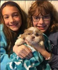 SHIH TZU Testimonials RoxCpups North Carolina