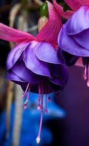 Fuschia Most Beautiful Flowers Amazing Flowers Beautiful Flowers