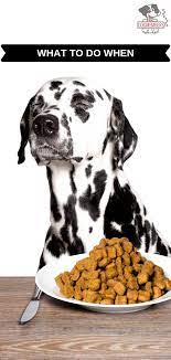 Here Is What You Should Check And What You Can Do When Your Dog Wont Eat Check Out This Guide Dog Photography Dog Breakfast Dog Food Recipes