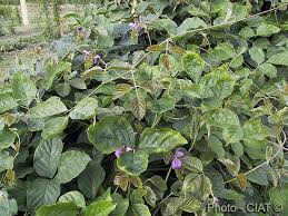 Image result for Canavalia africana