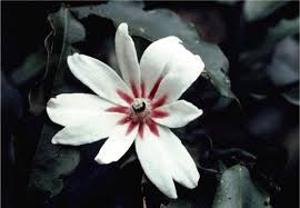 Image result for isolona lebrunii