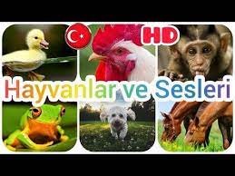 hayvanlar ve seslerini ogreniyoruz cocuklar icin gercek hayvan sesleri egitici cocuk videolari youtube hayvanlar hayvan videolar
