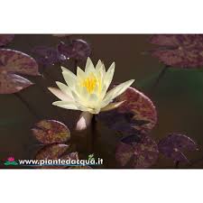 Image result for Nymphaea sulphurea