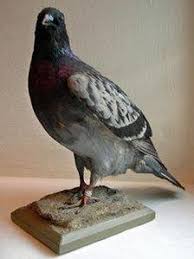 The Pigeon That Saved A World War Ii Bomber Crew Bbc News